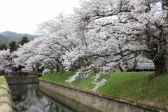 龍岡城跡と桜の写真