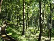 平尾の森、水辺の小径の写真2