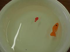 ホワイトボードマーカーで描いたお魚が2匹水に浮かんでいる様子