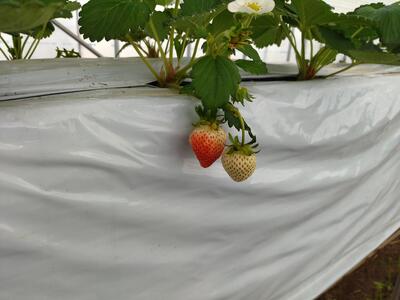 イチゴの試験栽培画像
