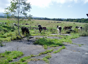 放牧されている牛の写真