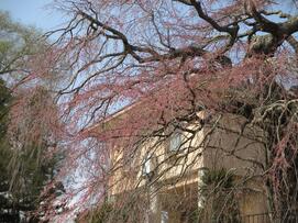4月7日記念館と桜