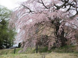 4月11日桜と記念館