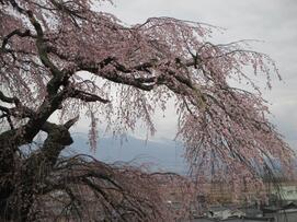 4月11日桜拡大