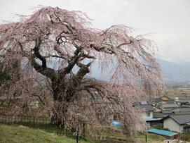 4月11日桜全体