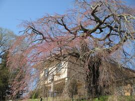 4月10日記念館と桜