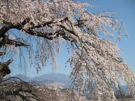 4月8日桜拡大