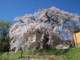 4月8日桜と記念館