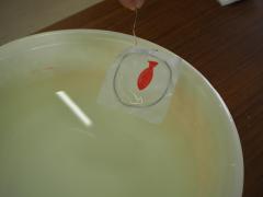 ホワイトボードマーカーで描いたお魚が水に浮かんでいる様子