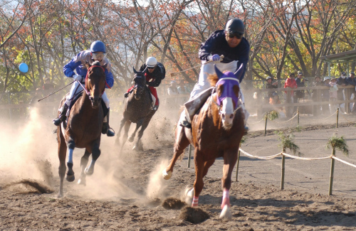 草競馬大会でサラブレッドが走る様子の写真