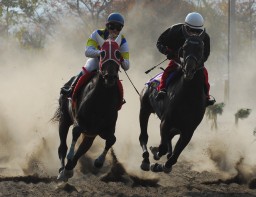 サラブレッドによる競馬の様子