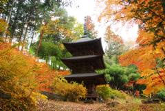 黄色に色付いた紅葉と三重塔の写真