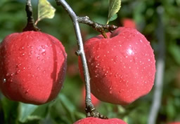 リンゴの画像