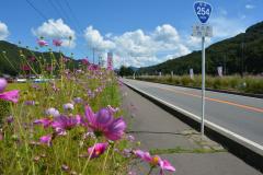 道路沿いにコスモスが咲き誇っている写真