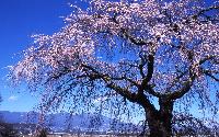 関所破りの桜と浅間山の写真