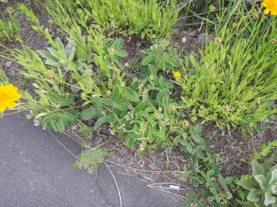 オオキンケイギクが咲いている様子。