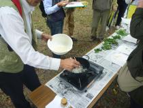 天ぷらにして試食している写真