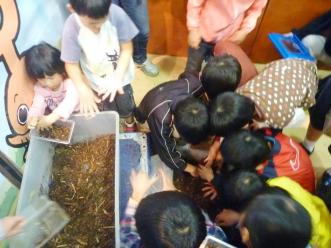 カブトムシの幼虫を掘る参加者