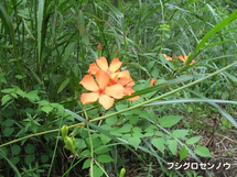 フシグロセンノウの写真