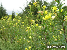 オオマツヨイグサの写真