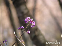 ムラサキシキブの写真