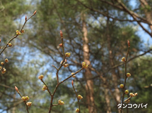 ダンコウバイの写真
