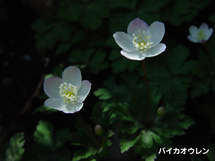 バイカオウレンの写真