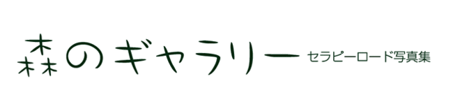 森のギャラリー