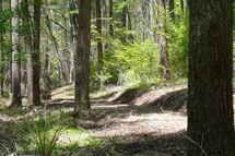 春日の森、駒の小径の写真