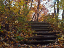 紅葉に染まる、平尾の森、ファーブルの小径の写真1