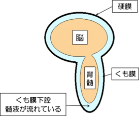 くも膜下腔に髄液が流れている図