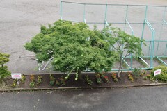 中佐都小学校花壇