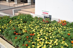臼田小学校花壇の写真