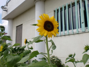 中込小学校　ひまわりの写真