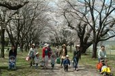 茨城牧場長野支場の桜の様子