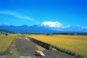 五郎兵衛新田の様子