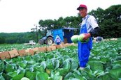 高原野菜収穫の様子