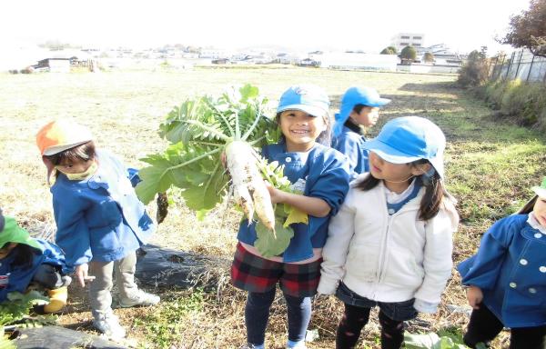 中込第二保育園大根掘りの画像