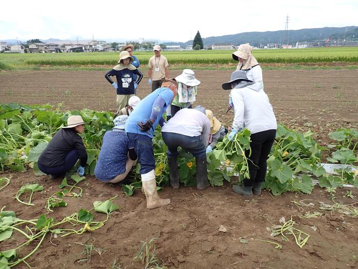 カボチャの栽培管理