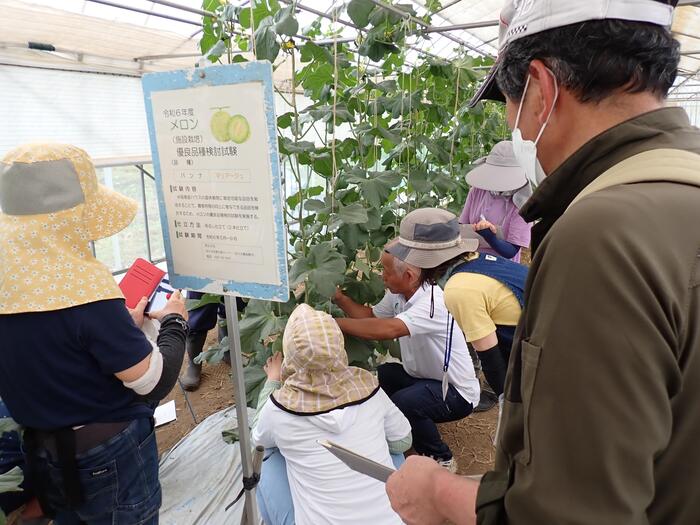 メロンの栽培管理