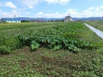 カボチャ栽培とマルチ被覆による太陽熱雑草防除試験