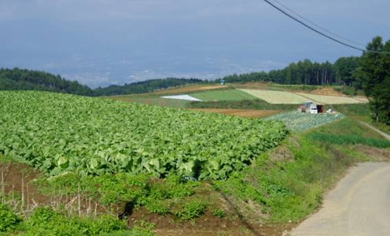長者原の野菜畑の画像
