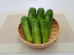 佐久古太きゅうり