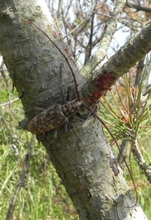 マツノマダラカミキリ