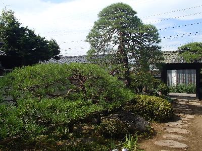 景観重要樹木の茂原邸の赤松の写真