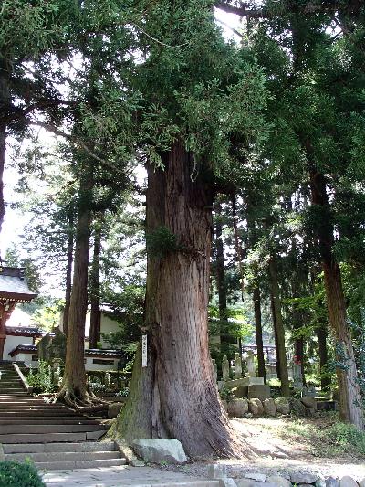 景観重要樹木の守芳院の杉の写真