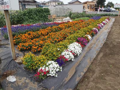 （1）うるおいやすらぎ部門最優秀賞「小田井下宿おもと会」様の花壇の画像