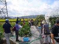 農作業体験を行うセミナー参加者の皆さんの画像