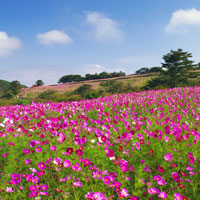 市の花　コスモスの画像