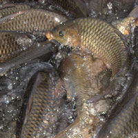 市の魚　佐久鯉の画像